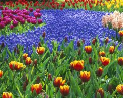 Tapeta Nature Flowers 658.jpg